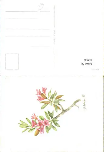 742437 Künstler AK S. Goldberger Alpenrose Alpenflora Blumen