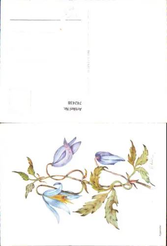 742438 Künstler AK V. Weilner Alpenrebe Blumen