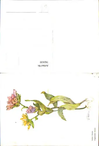 742439 Künstler AK V. Weilner Gelber Enzian Ungarischer Enzian Alpenflora Blumen