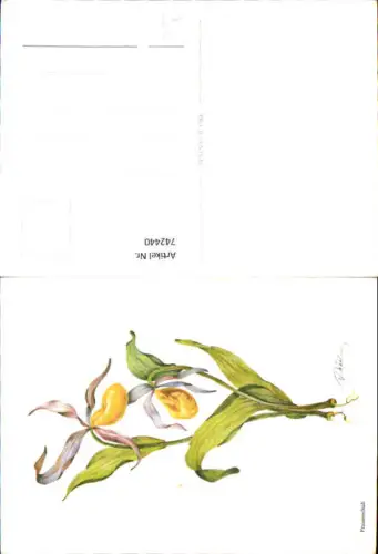 742440 Künstler AK V. Weilner Frauenschuh Blumen