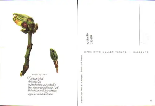 742470 Künstler AK K. H. Waggerl Rosskastanie Text J. G. Freund Frucht Baum Blätter
