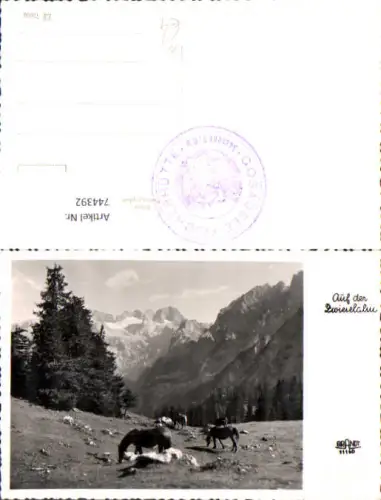 744392 Foto AK Auf der Zwieselalm Gosau