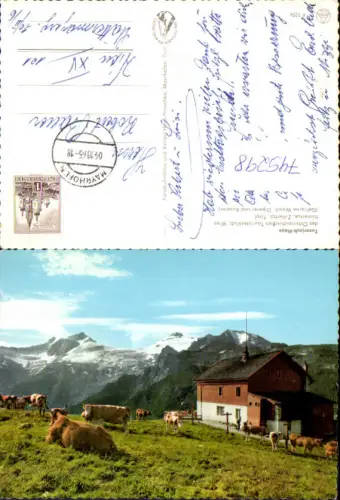 745298 Tux Tuxerjoch-Haus Hintertux Zillertal Kühe Rinder