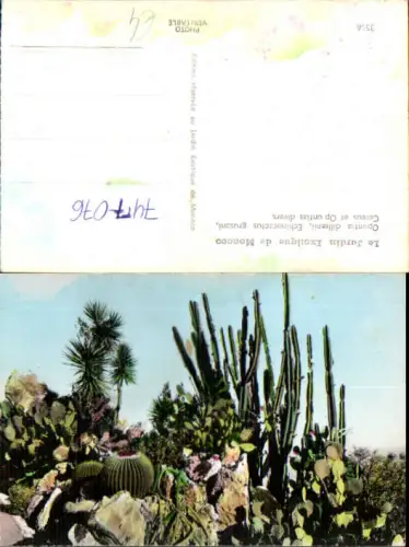 747076 Foto AK Le Jardin Exotique de Monaco Kaktus Kakteen