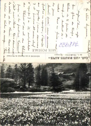 748922 Fotokunst L . Francou Briancon Nevache et ses Champs de Narcisses France