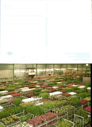 750487 Aalsmeer Holland