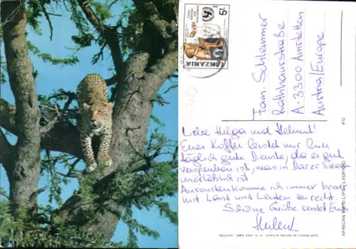 750783 Africa Wildlife Leopard Tanzania