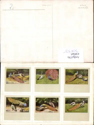 750975 Künstler AK Briefmarken AK Pfau Tiere