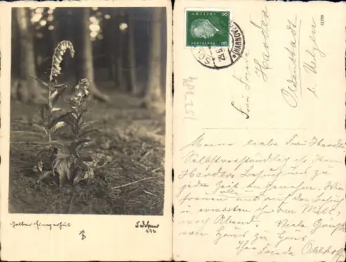 752784 Fotokunst Dr. Defner 476 Gelber Fingerhut Botanik