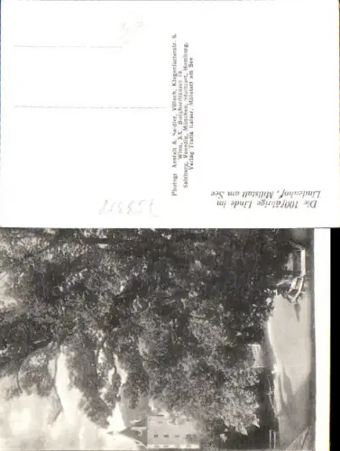 753358 Millstatt am Millstättersee Linde Baum