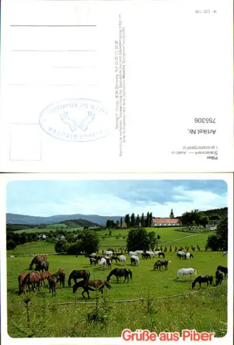 755306 Piber Lipizzanergestüt Köflach Bez. Voitsberg