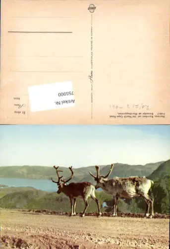 755900 Nordkapp Reindeer North Cape Road Troms og Finnmark Norway 1961