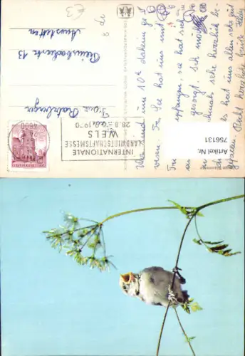756131 Junge Blaumeise Vogel Stempel Wels Landwirtschaftsmesse 1970