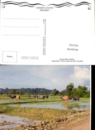 757218 Malaysia Padi Field Langkawi Kedah