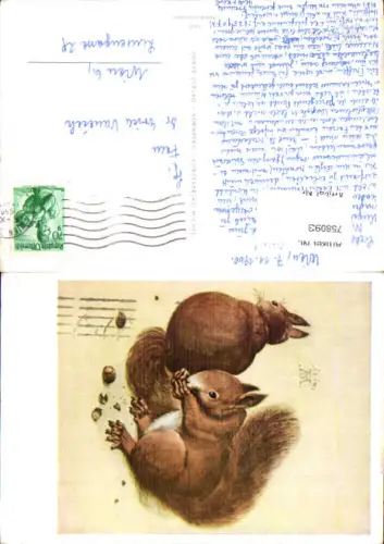 758093 Eichhörnchen Tiere Albrecht Dürer