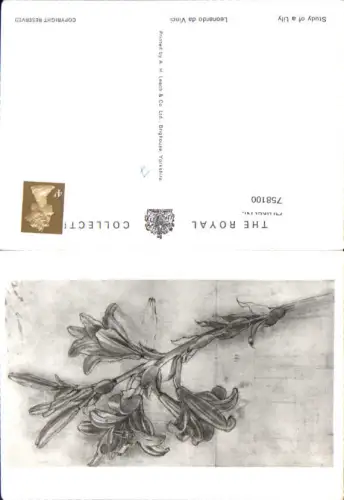 758100 Study of a Lily Leonardo da Vinci West Yorkshire United Kingdom