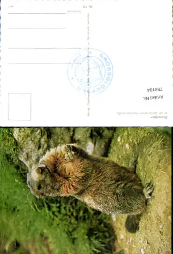 758104 Murmeltier Tiere an der Großglockner Hochalpenstraße