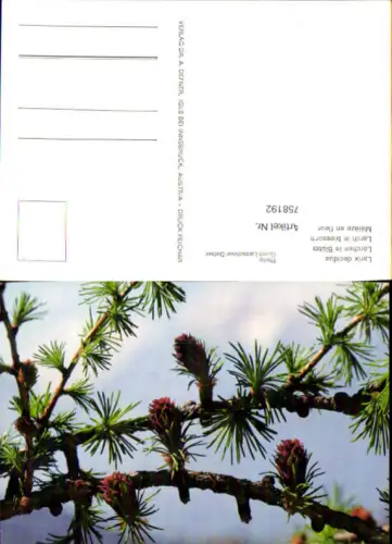 758192 Fotokunst Dr. Defner Igls Lärchen
