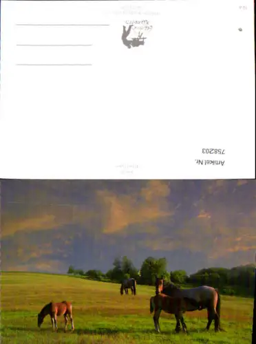 758203 Foto Pferde Tiere