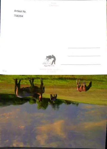 758204 Foto Pferde Tiere