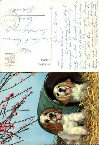 758237 Stempel Oslo Elisenberg Hunde Hund Dog