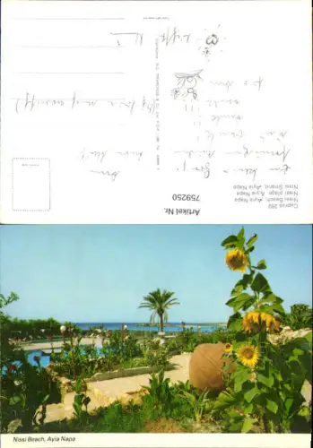 759250 Nissi Beach Ayia Napa Bez. Famagusta Cyprus Sonnenblume