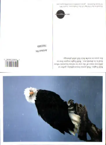 760389 Seattle Bald Eagle King County USA