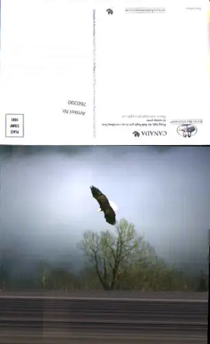 760390 Canada Bald Eagle Rocky Mountains Canada