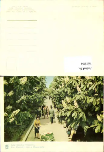 761394 Kiew Kiev Chestnut trees of Khreshchatik Kinderwagen Kiew Kyiv Ukraine