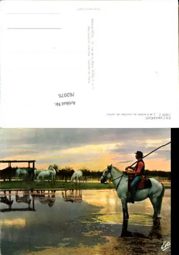 762075 Camargue Pferd Pferde Schimmel Département Bouches-du-Rhône France