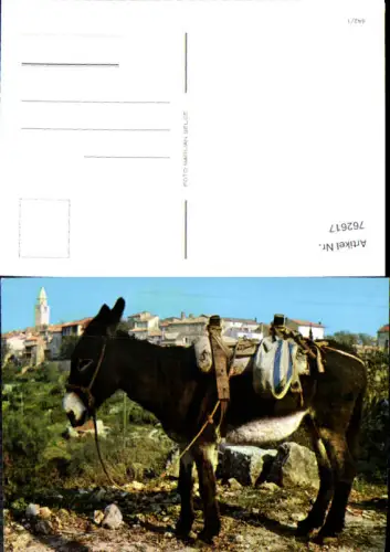 762617 Esel Vrbnik Gespanschaft Primorje-Gorski Kotar Croatia