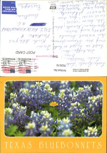 762670 Texas Bluebonnets Collin County USA