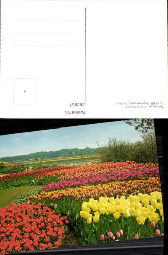 762857 Vogelenzang Tulipshow Frans Roozen Provinz Nordholland Netherlands