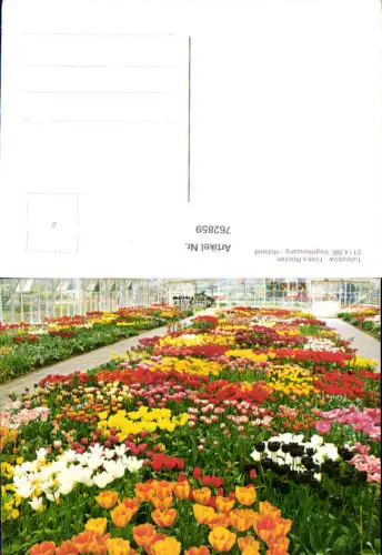 762859 Vogelenzang Tulipshow Frans Roozen Provinz Noord-Holland Netherlands