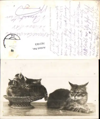 763183 Foto-AK Motiv Katzenfamilie Kitten Tiere