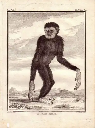 Großer Gibbon  Kupferstich von Jacques Eustache de Seve 1780 Buffon Histoire