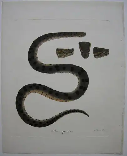 Boa aquatica AnacondaSchlangen kolor Orig Kupferstich H. Heßen 1780