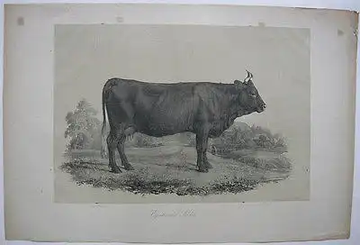Egerlaender Schlag Rinderrassen Rind Orig Lithografie Hanfstaengl 1860 Zoologie