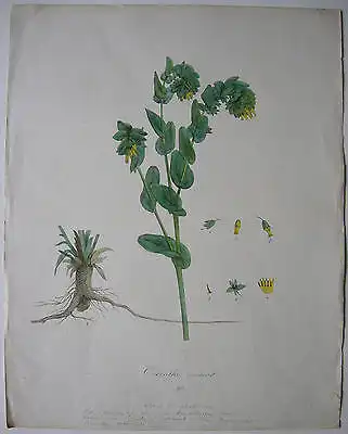 Kleine Wachsblume Cerinthe minor Orig Farblithographie 1811 Flora Monacensia