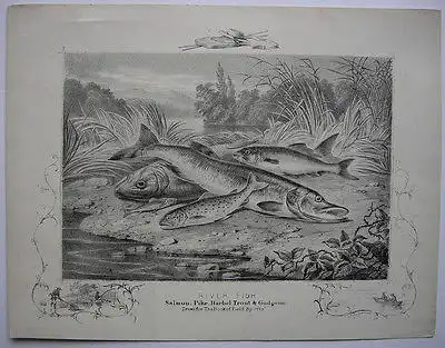 Süßwasserfische Angeln Lachs Forelle Gründling Barbe Hecht Orig Lithografei 1850
