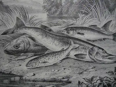 Süßwasserfische Angeln Lachs Forelle Gründling Barbe Hecht Orig Lithografei 1850