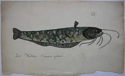 Waller Silurus Glanis Orig Aquarelle 1864 Süßwasserfisch Raubfische