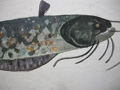 Waller Silurus Glanis Orig Aquarelle 1864 Süßwasserfisch Raubfische
