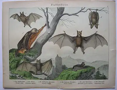 Fledermaus Vespertiliones fliegender Hund Vampyr Hufeisennase Lithografie 1895