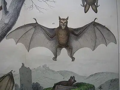 Fledermaus Vespertiliones fliegender Hund Vampyr Hufeisennase Lithografie 1895
