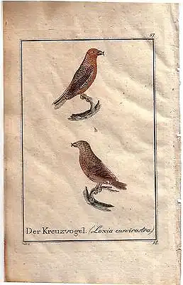 Der Kreuzvogel Loxia curvirostra Orig Kupferstich C. Seipp 1800 Ornithologie