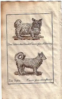 Sibirische Hund Spitz canis sibiricus Kolor Orig Kupferstich C. Seipp 1800