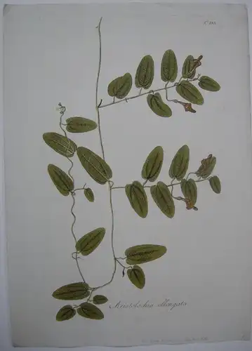 Pfeifenblume Aristolochia oblongata kolor Kupferstich 1797 Osterluzeigewächse