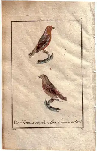 Der Kreuzvogel Loxia curvirostra Orig Kupferstich C. Seipp 1800 Ornithologie