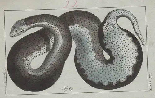 Amphibien Schlangen 12 kolorierte Kupferstiche von B.Siegrist 1800